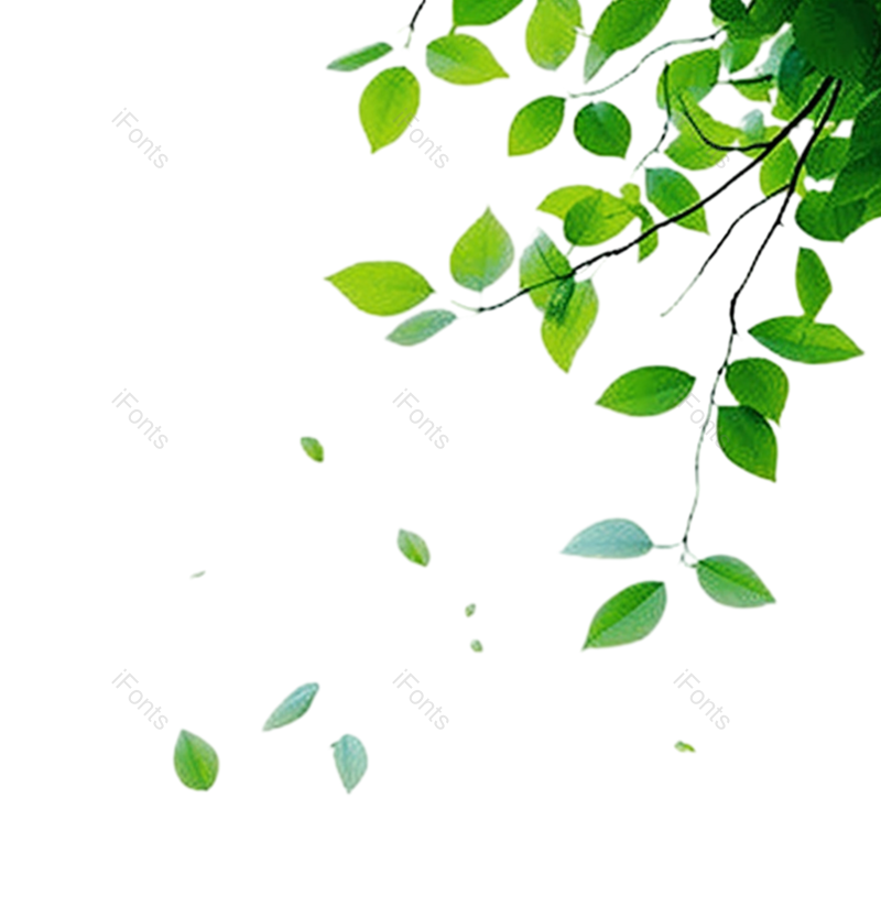 叶子图片,装饰元素,夏天PNG,简约免抠素材